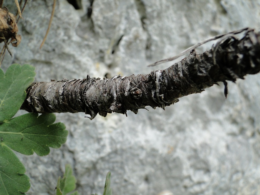 Geranium macrorrhizum